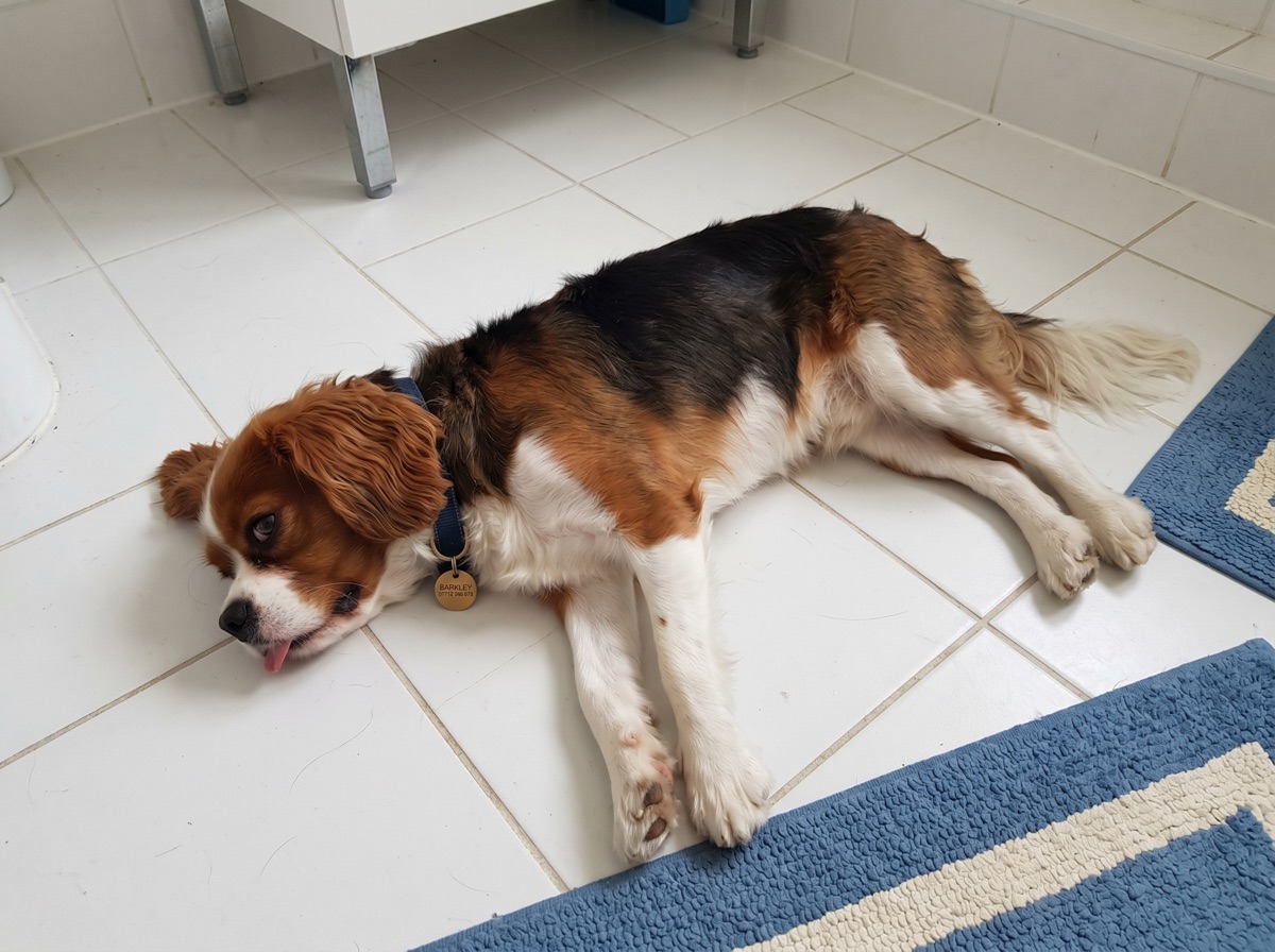 Cavalier King Charles Spaniel liegt erschöpft auf kalten Badezimmerfliesen