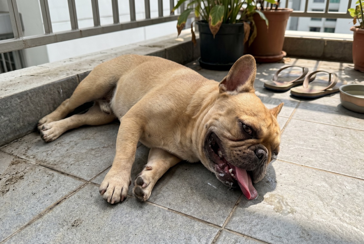 Französische Bulldogge liegt erschöpft auf einem Balkon bei Sommerhitze